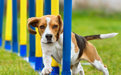 A Kutyakiképzés Alapjai: Hogyan Kezdj Hozzá Otthon?