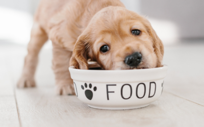 Egészséges étrend kutyáknak: Mit ehet és mit nem ehet a kutyád?