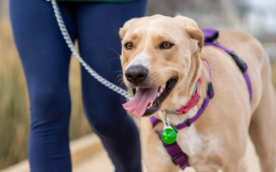 A Kutyasétáltatás Művészete: Mikor, Miért és Hogyan? 