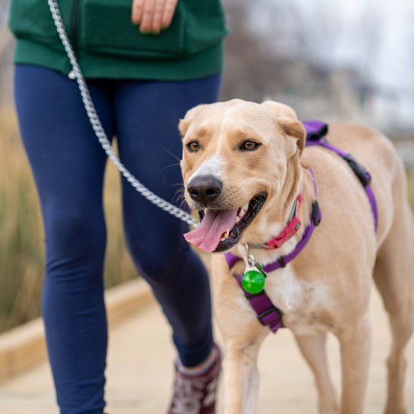 A képen egy embert látunk aki a zsemleszínű kutyáját pórázon sétáltatja
